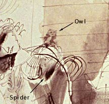 Owl and Spider